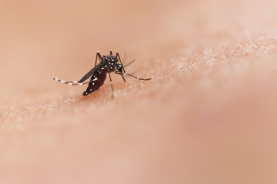 Close-up of an Aedes mosquito, the dengue vector